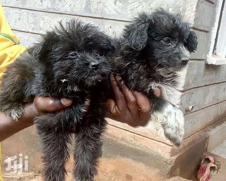 Young Male Purebred Black Russian Terrier