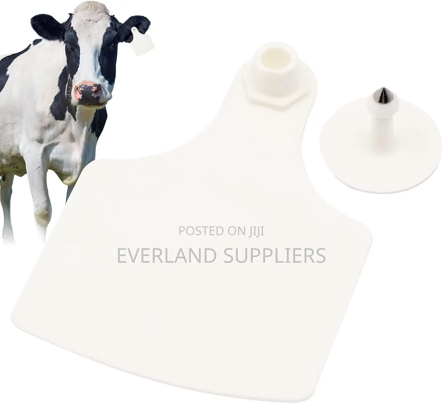 Blank Cattle Ear Tags