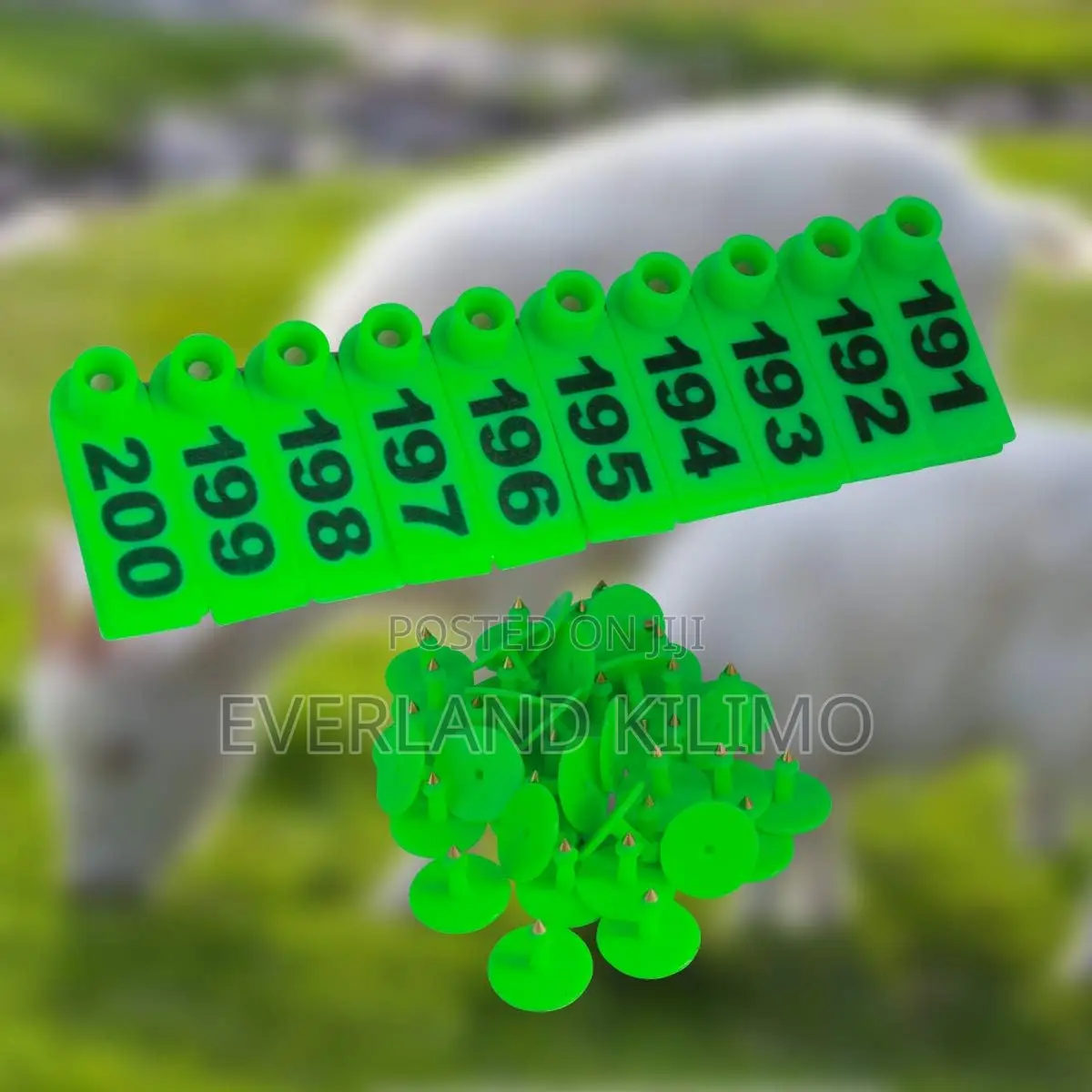 Farm Animal Identification Tag