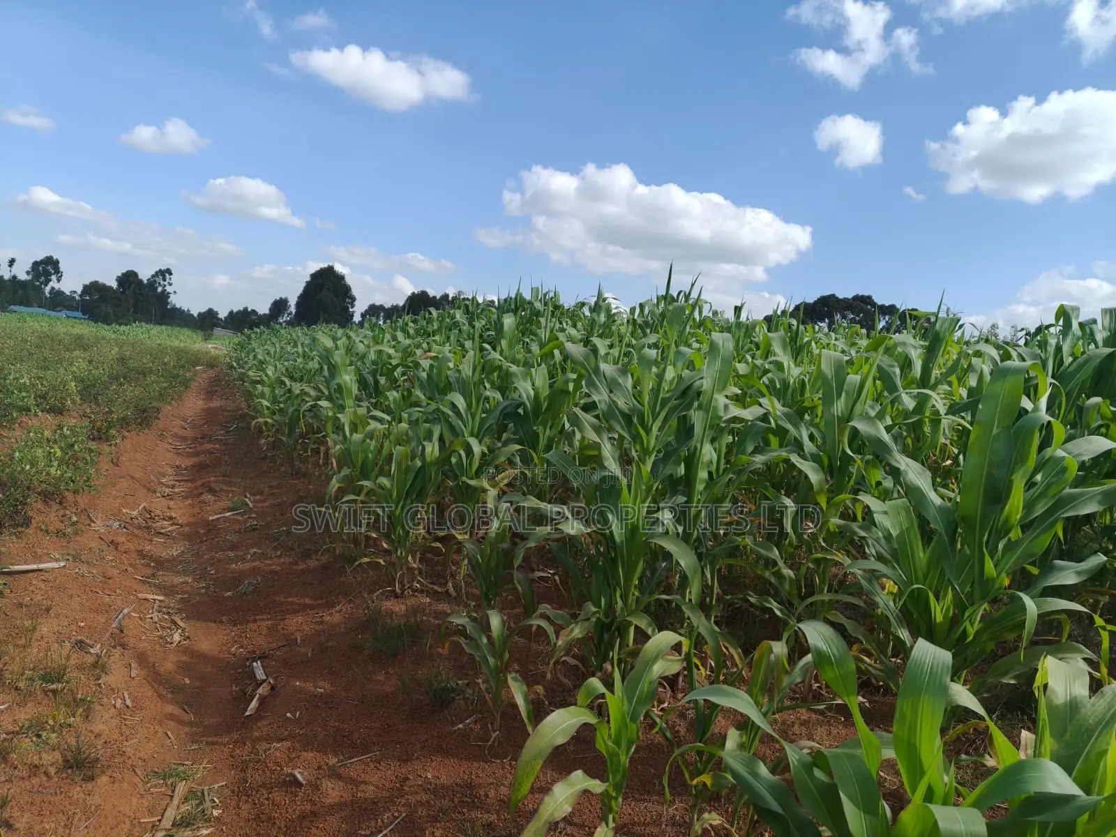 50 Acres With a Borehole Is Available for Lease in Nyandarua Kasuku