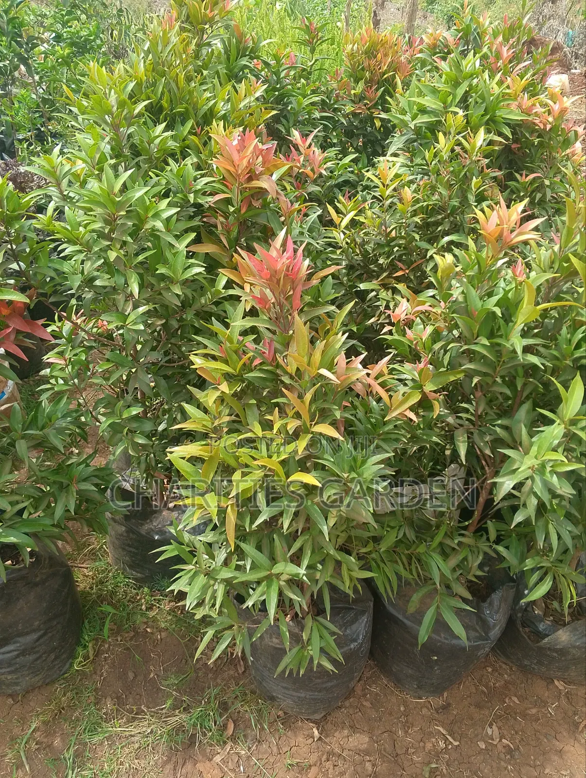 Eugenia Plant