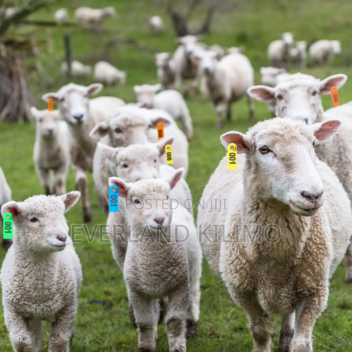 Ear Slim Tag for Pigs and Sheeps