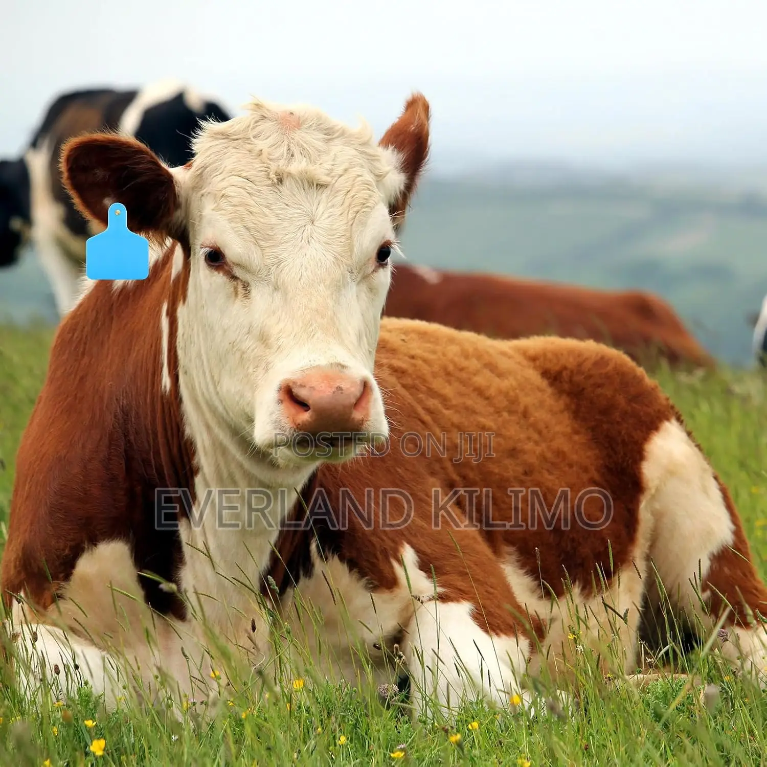 Beef Cattle Ear Tag