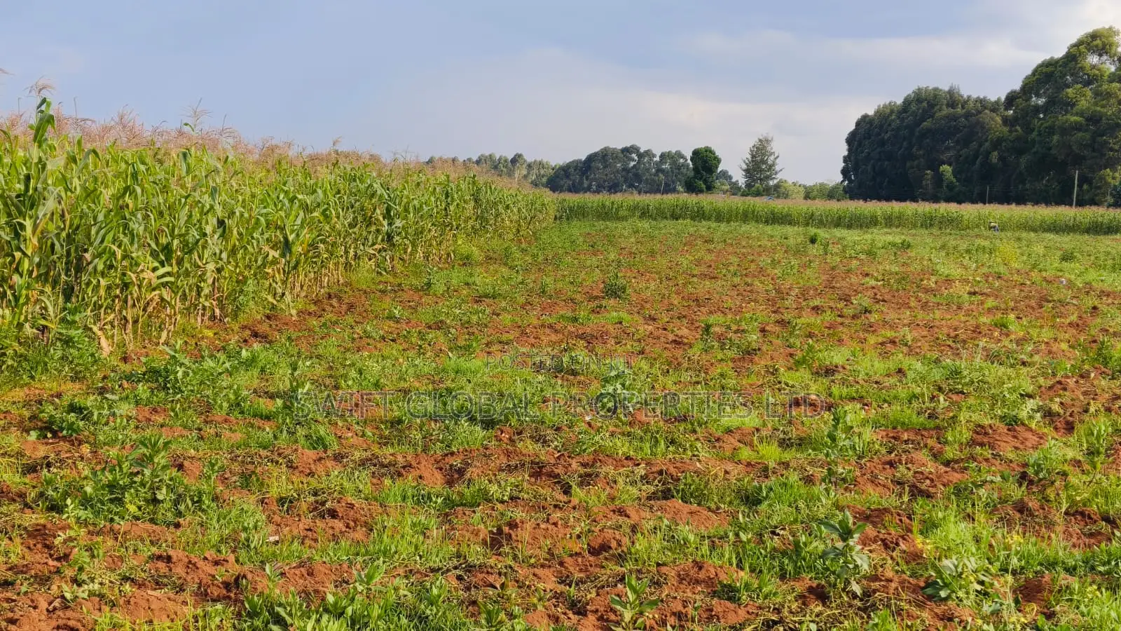 Over 85 Acres With Water Is Available for Lease in Nyandarua-Kasungu