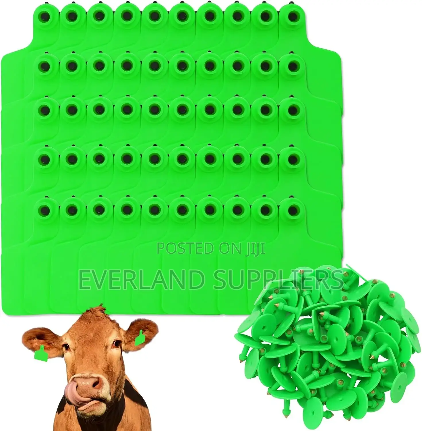 Personalized Ear Tag - Plain Large