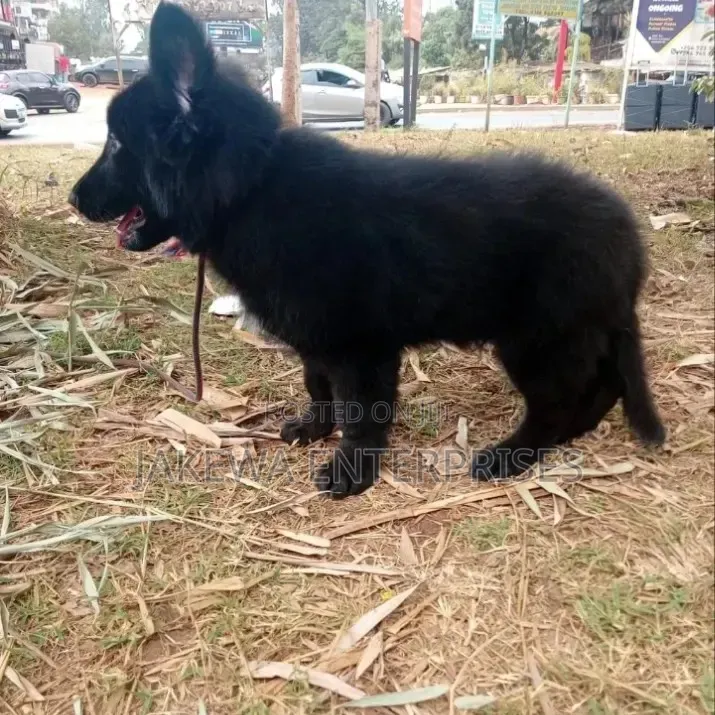 1-3 months Male Purebred German Shepherd