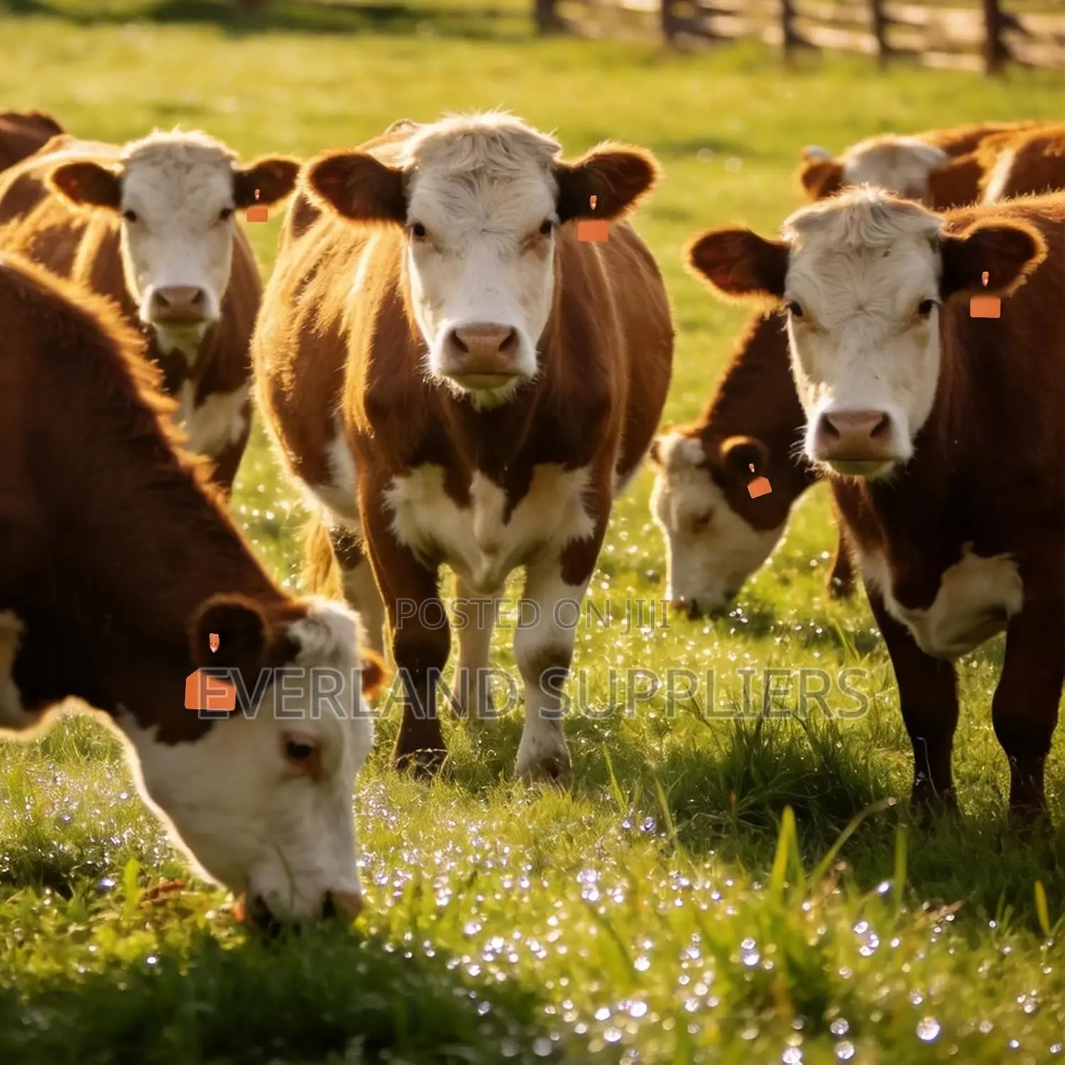 Plain Farm Animal Management Ear Z- Tags