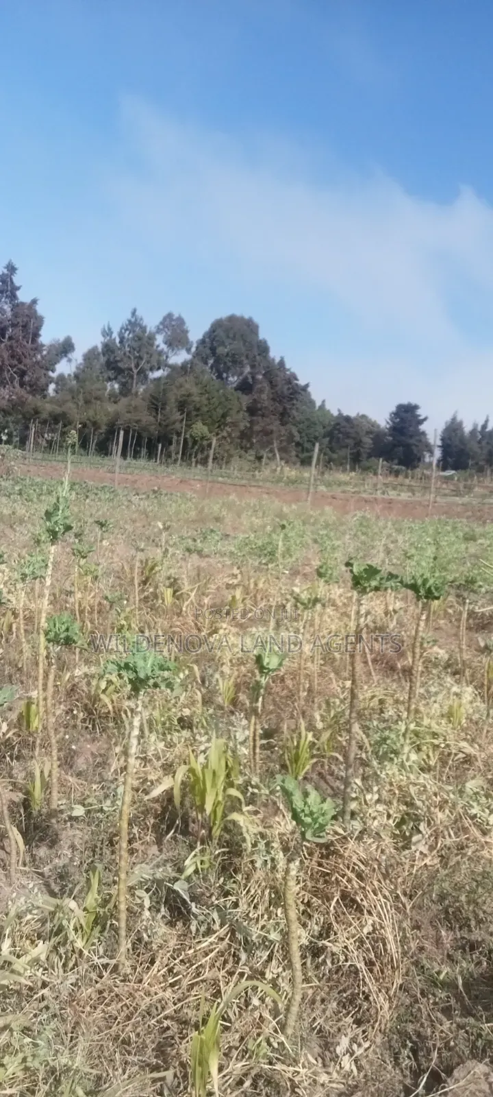 Land on Sale at Nyandarua Kinangop