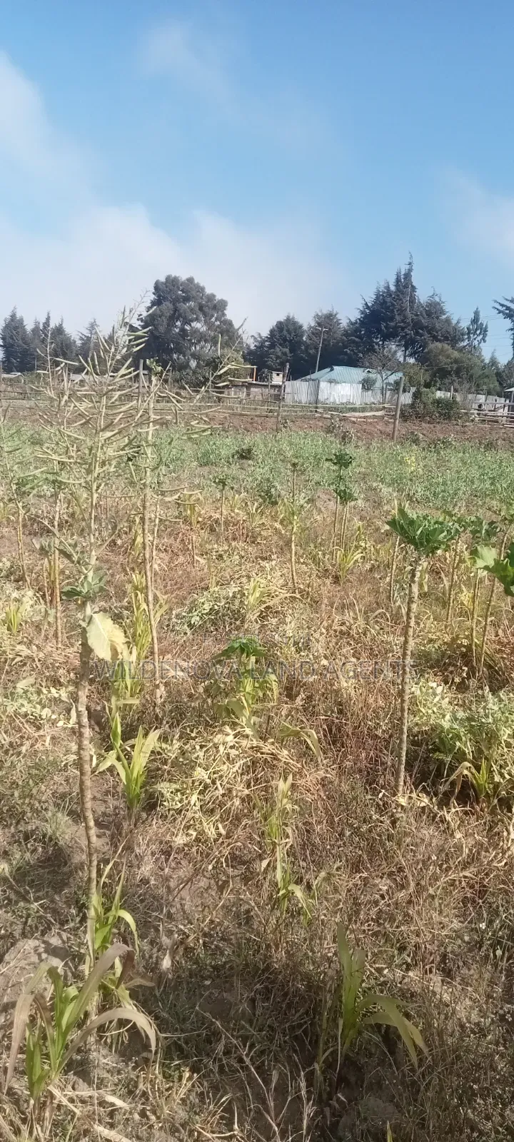 Land on Sale at Nyandarua Kinangop
