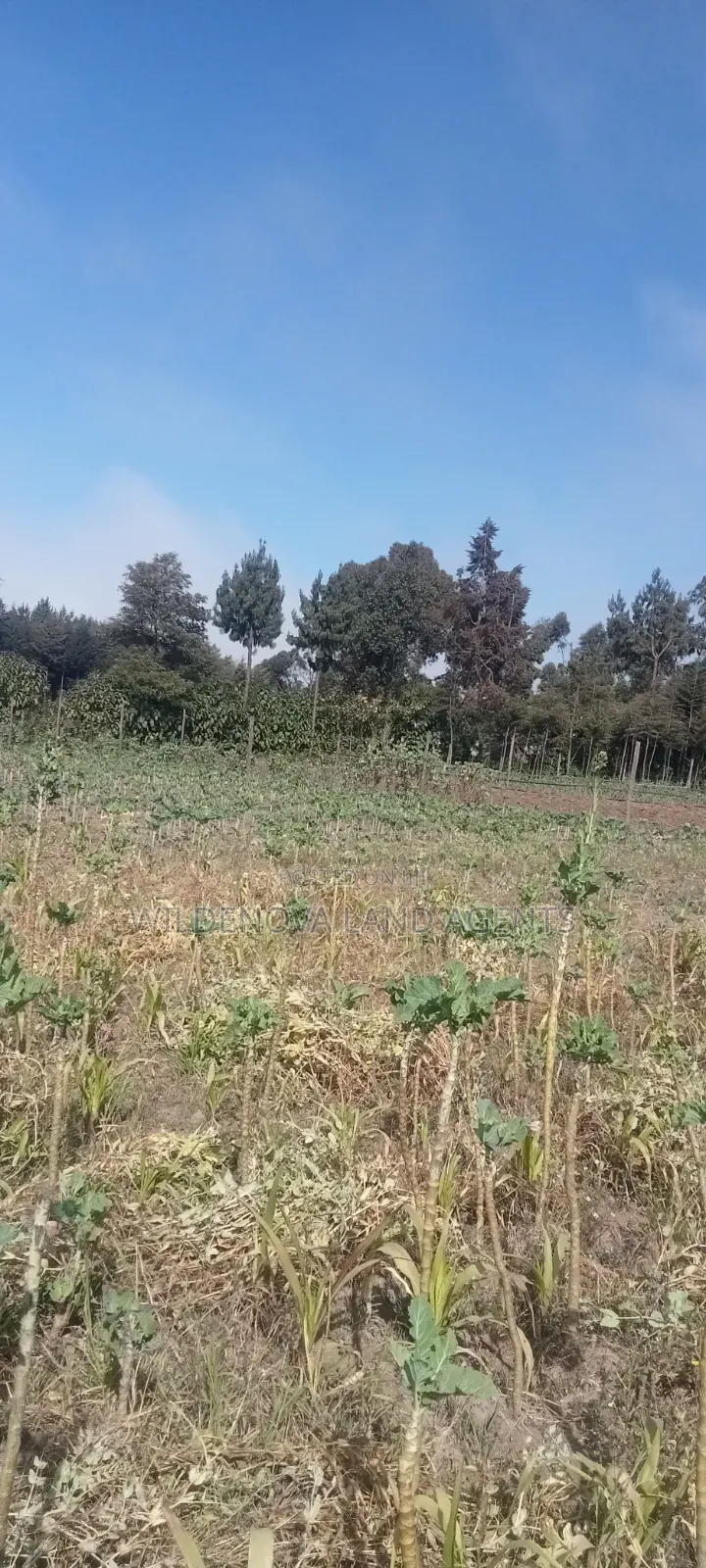 Land on Sale at Nyandarua Kinangop
