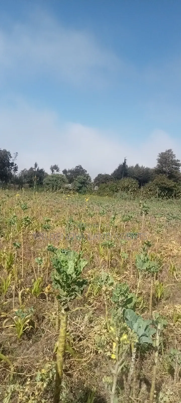 Land on Sale at Nyandarua Kinangop