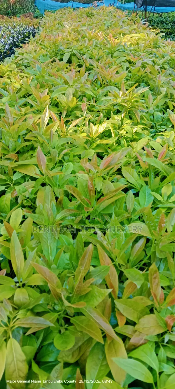 Grafted Golden Hass Avocado