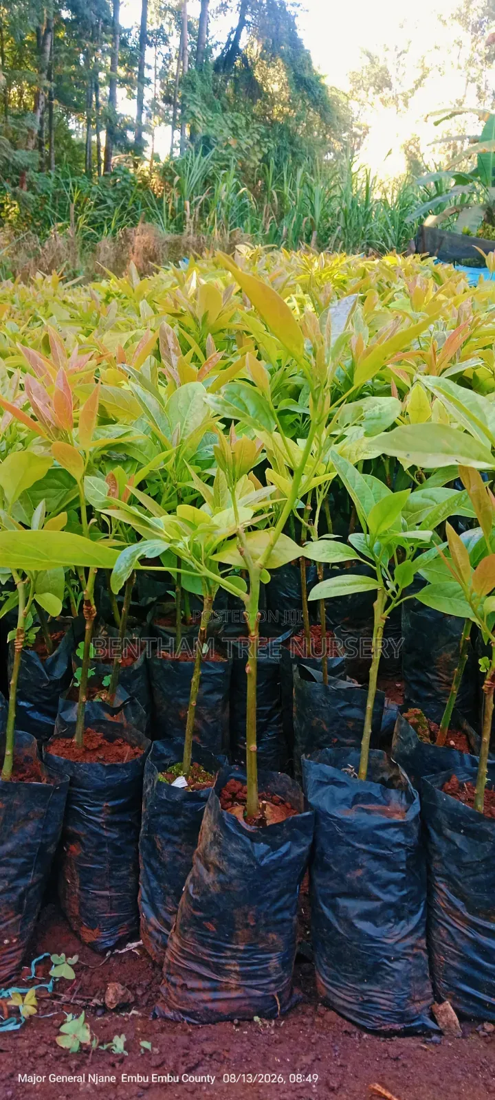 Grafted Golden Hass Avocado