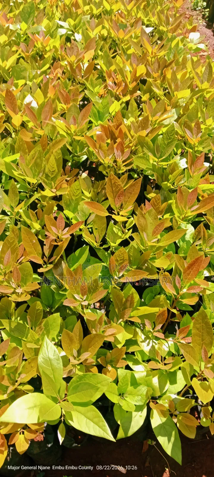 Fuerte Avocado Seedlings