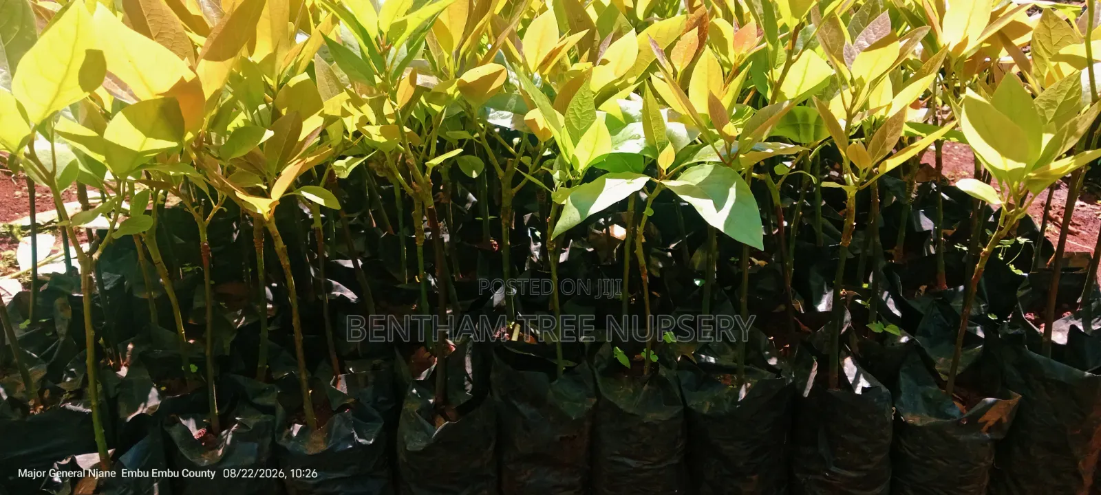 Fuerte Avocado Seedlings
