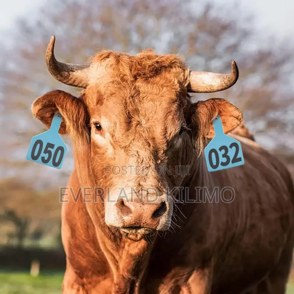 Vaccination Record Tag - Medium Ear Tag