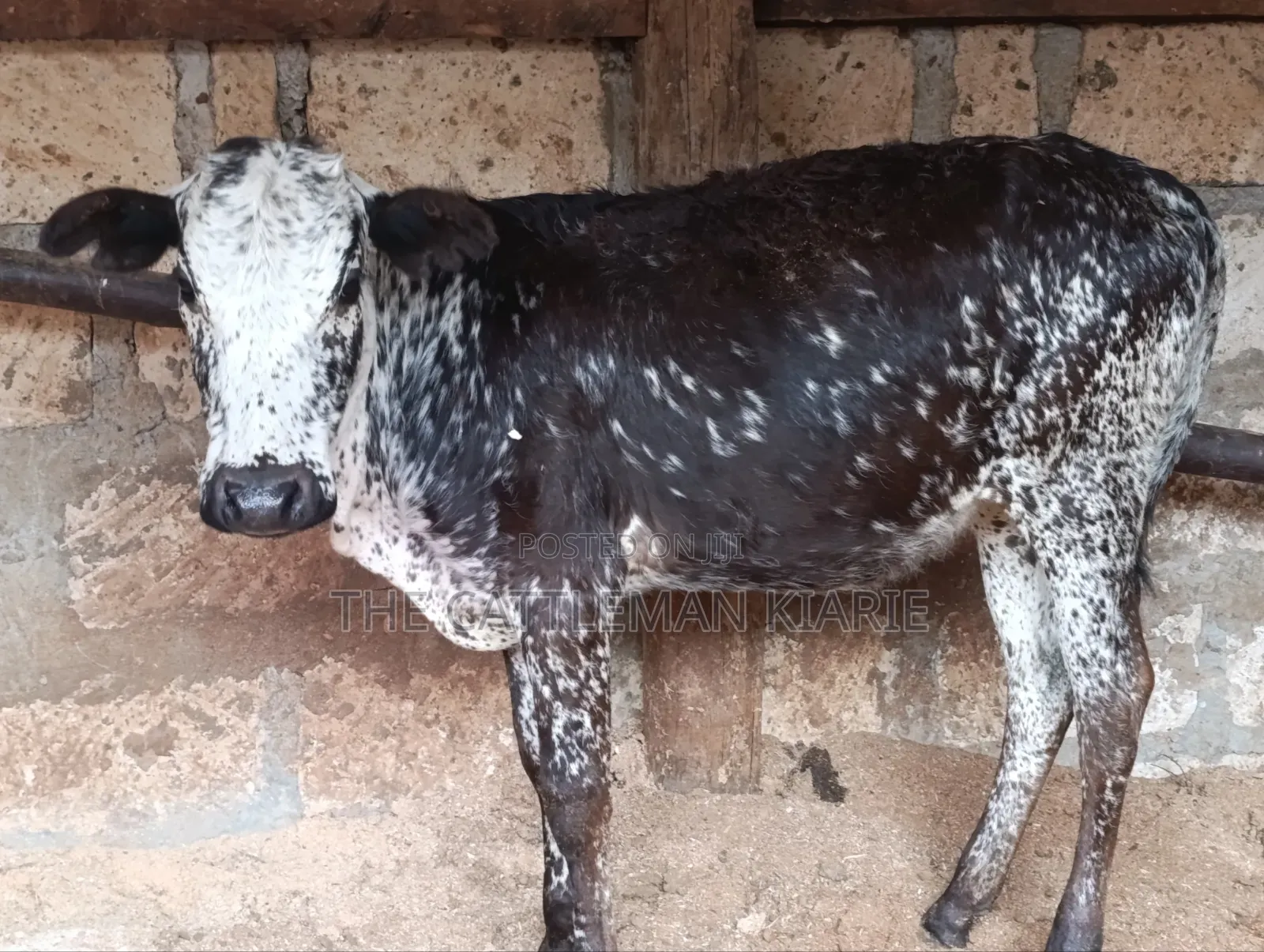 Girilando Breeds for Sale in Kenya, Githunguri.
