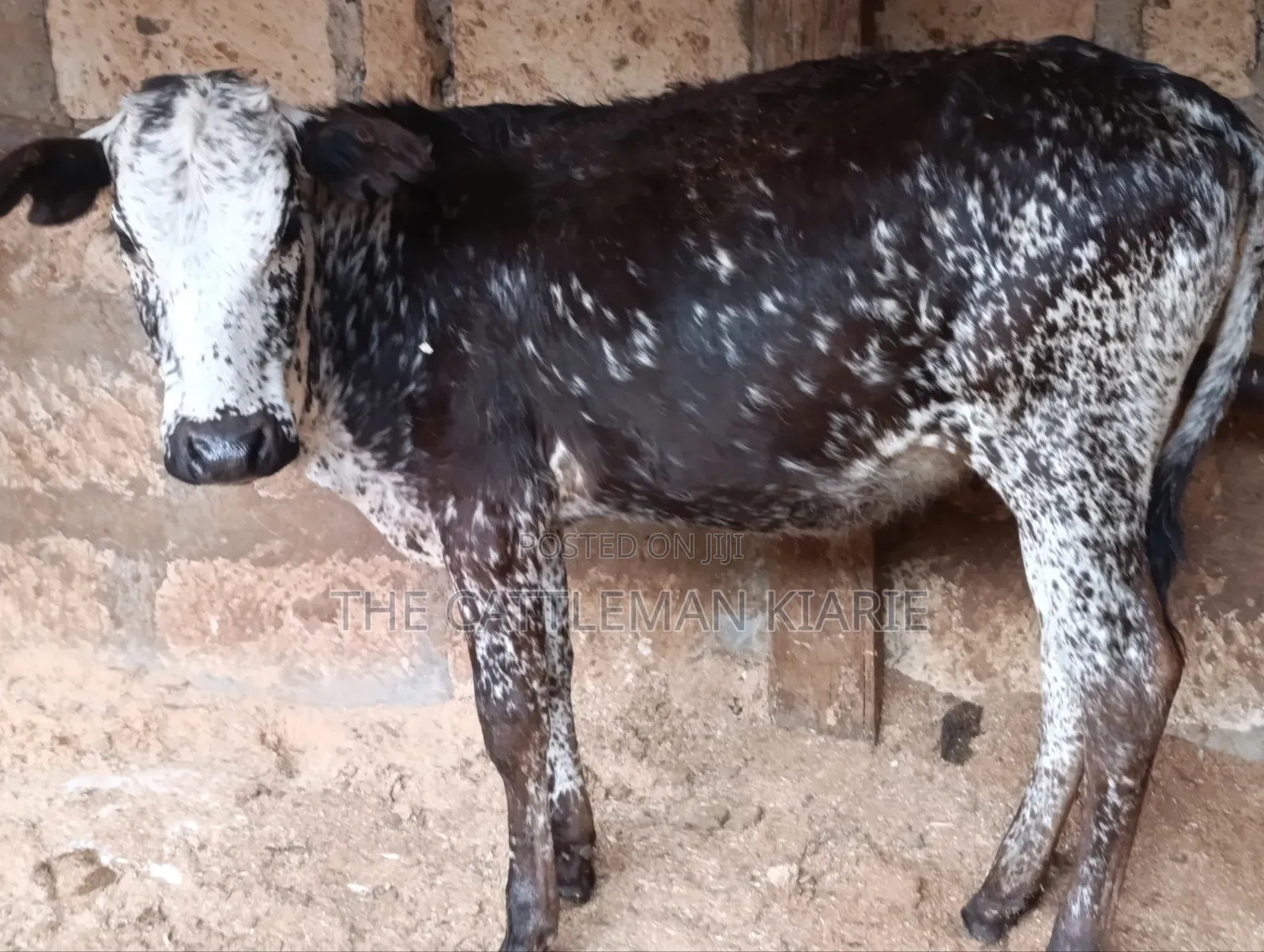 Girilando Breeds for Sale in Kenya, Githunguri.