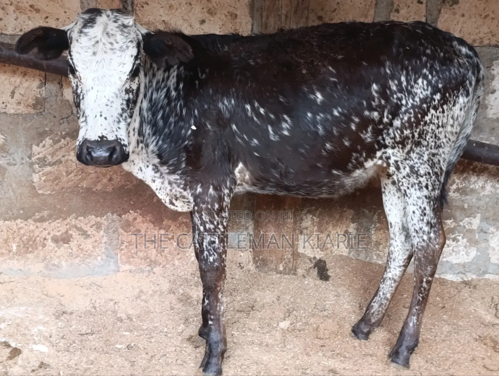Girilando Breeds for Sale in Kenya, Githunguri.