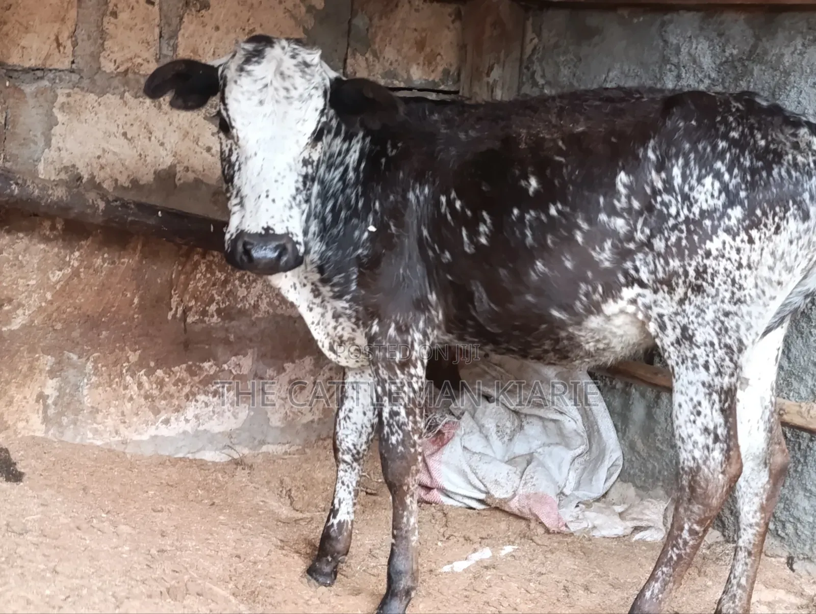 Girilando Breeds for Sale in Kenya, Githunguri.