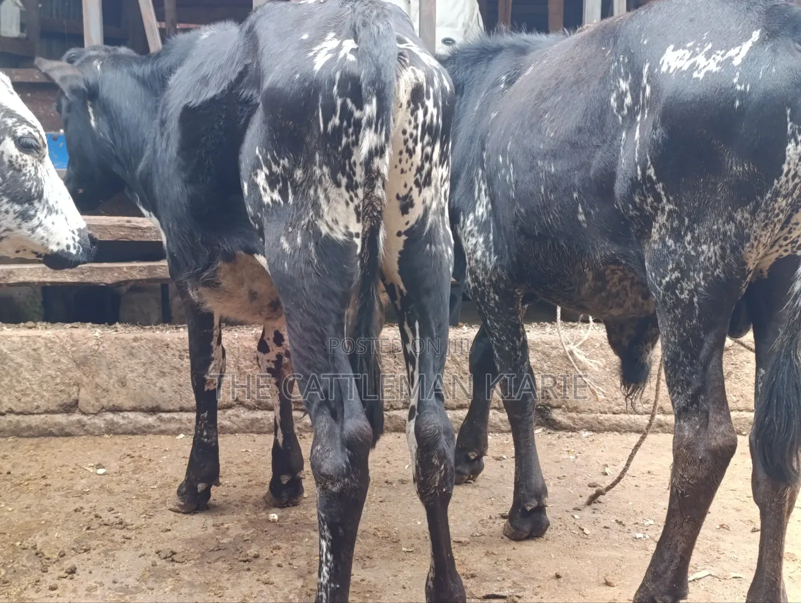 Girilando Bulls for Sale