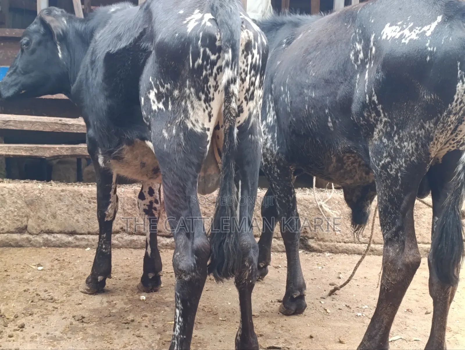 Girilando Bulls for Sale