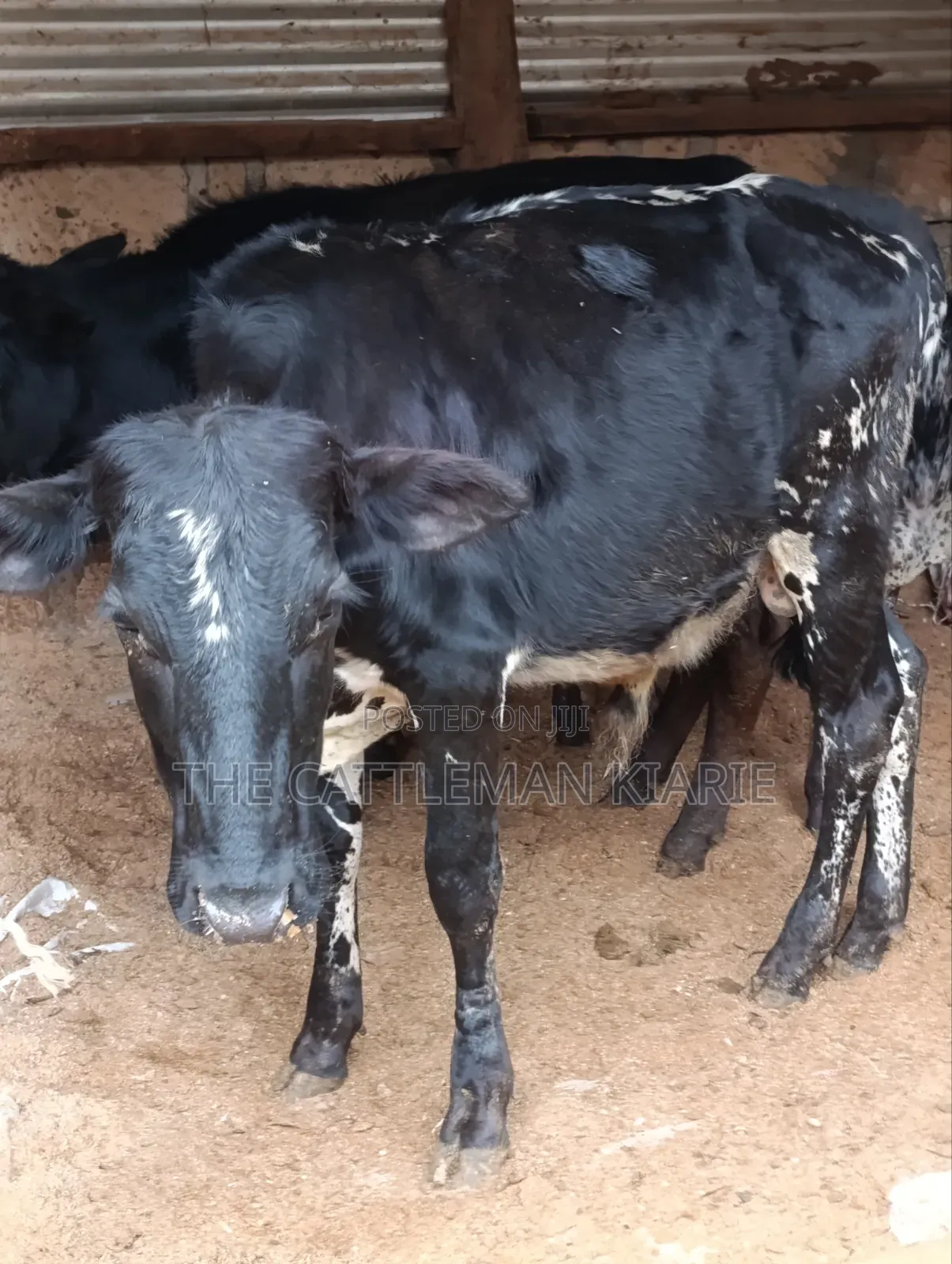 Girilando Bulls for Sale