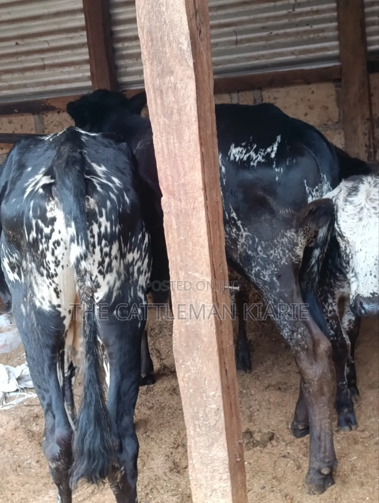 Girilando Bulls for Sale