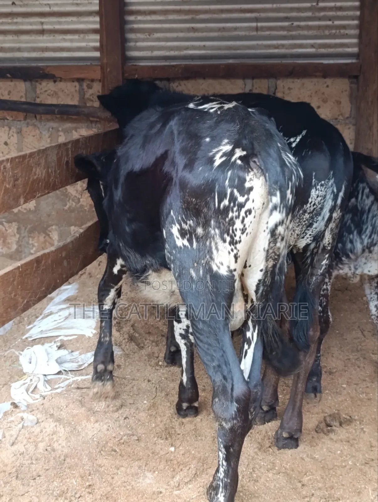 Girilando Bulls for Sale
