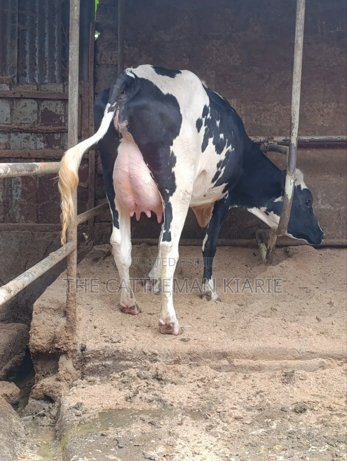 Girilando Crossbreed Milker