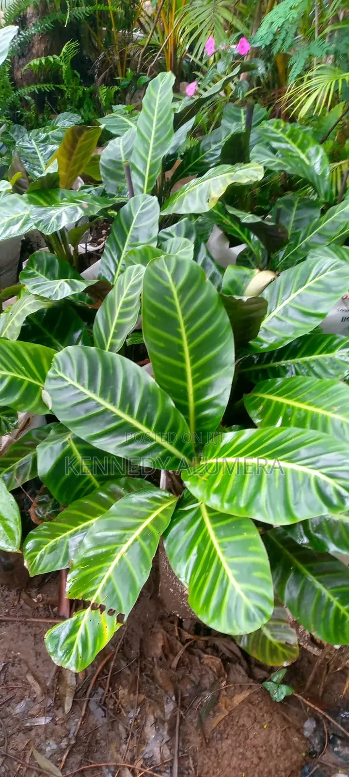 Calathea Good for Indoor