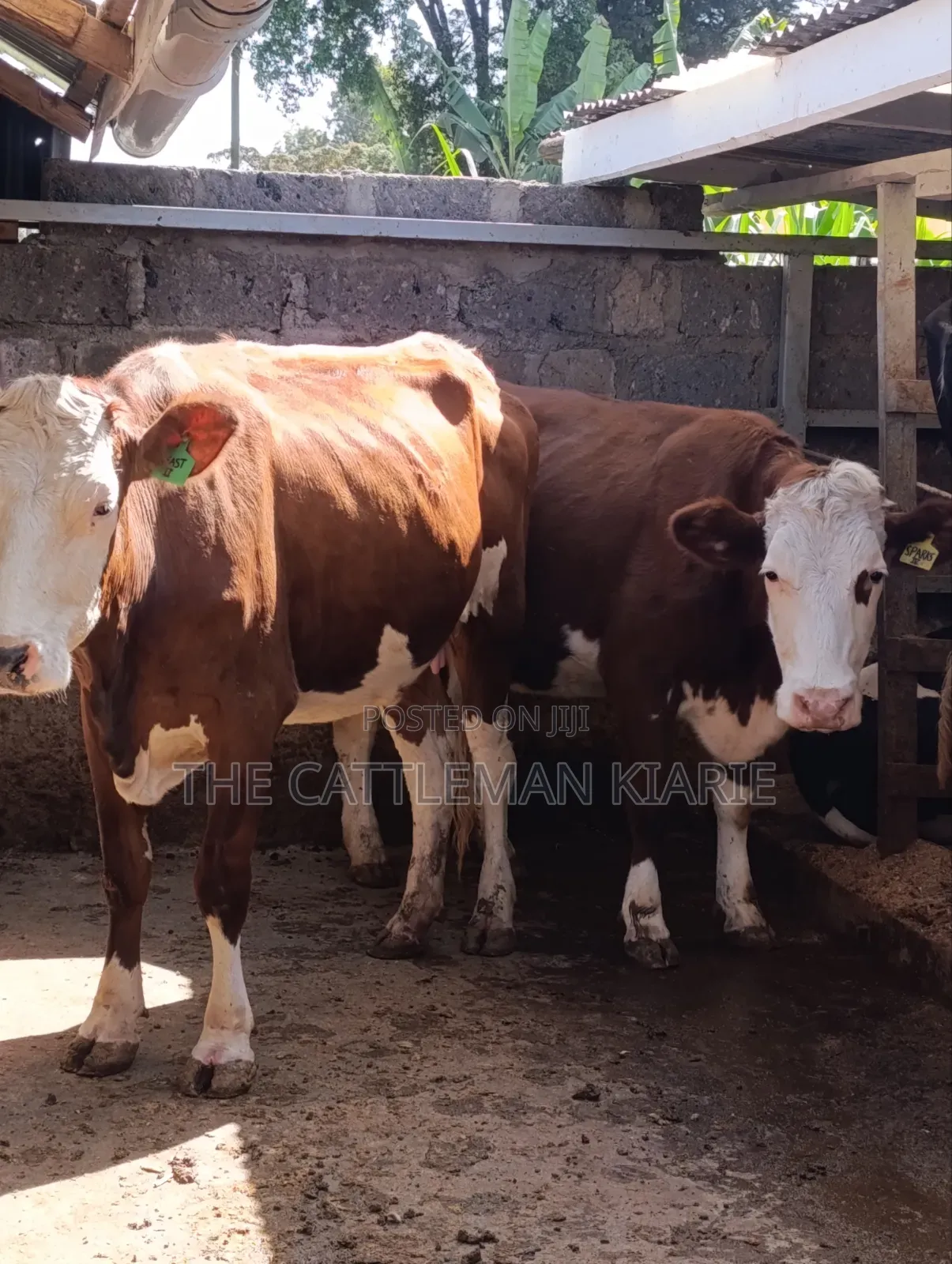 Fleckview  Incalf  Heifer