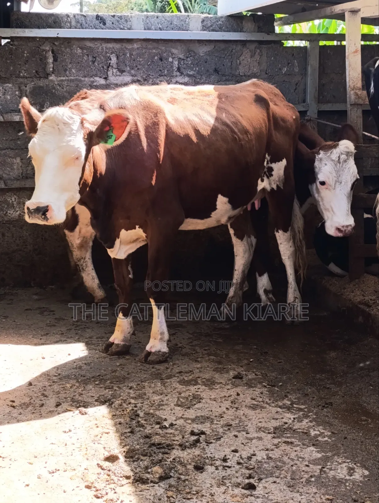 Fleckview  Incalf  Heifer