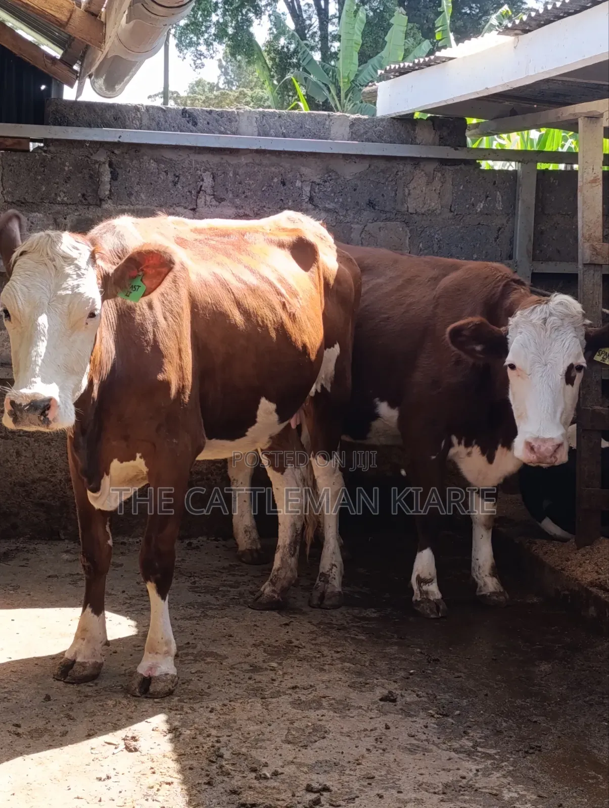 Fleckview  Incalf  Heifer