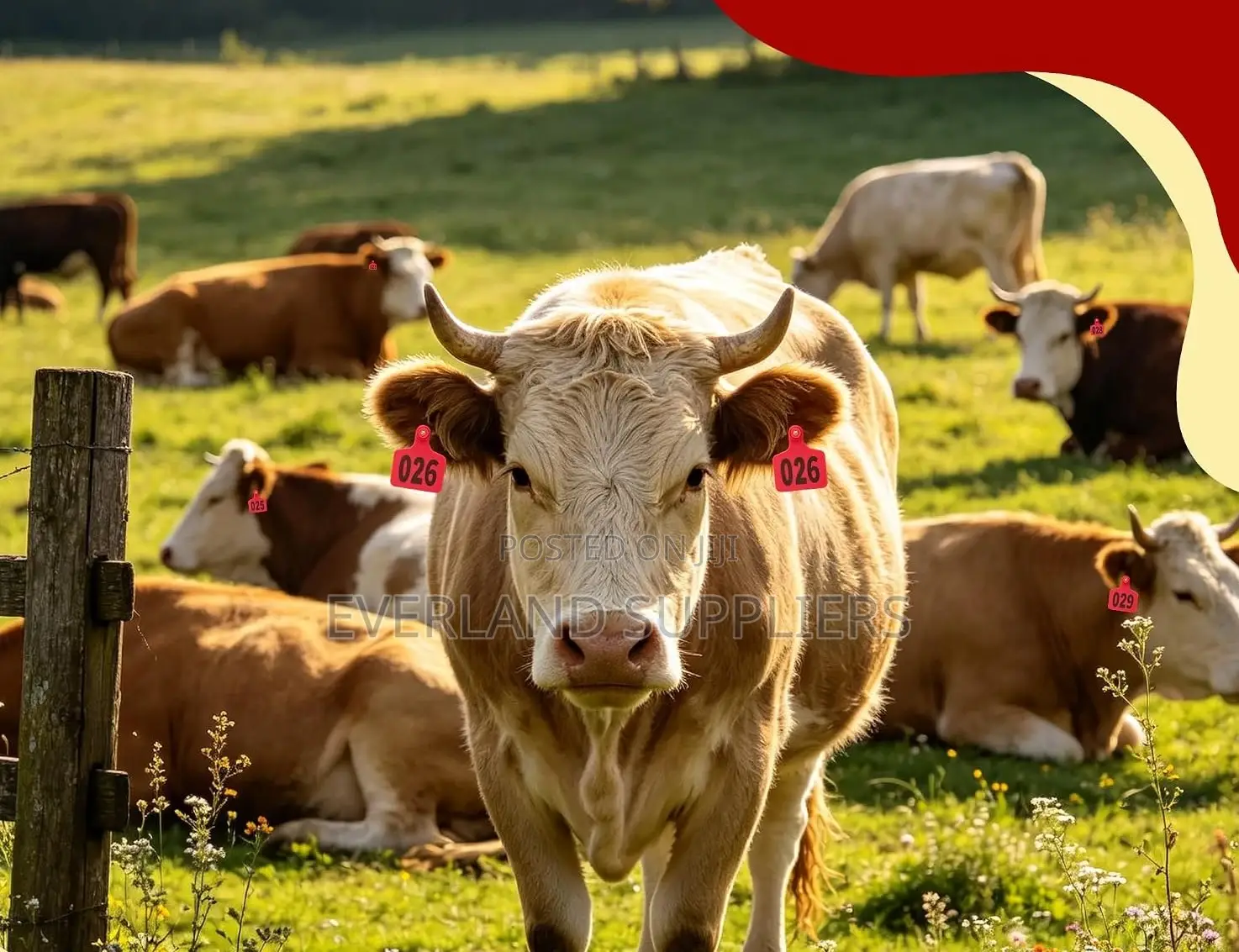 Economy Cattle Medium Ear Tag