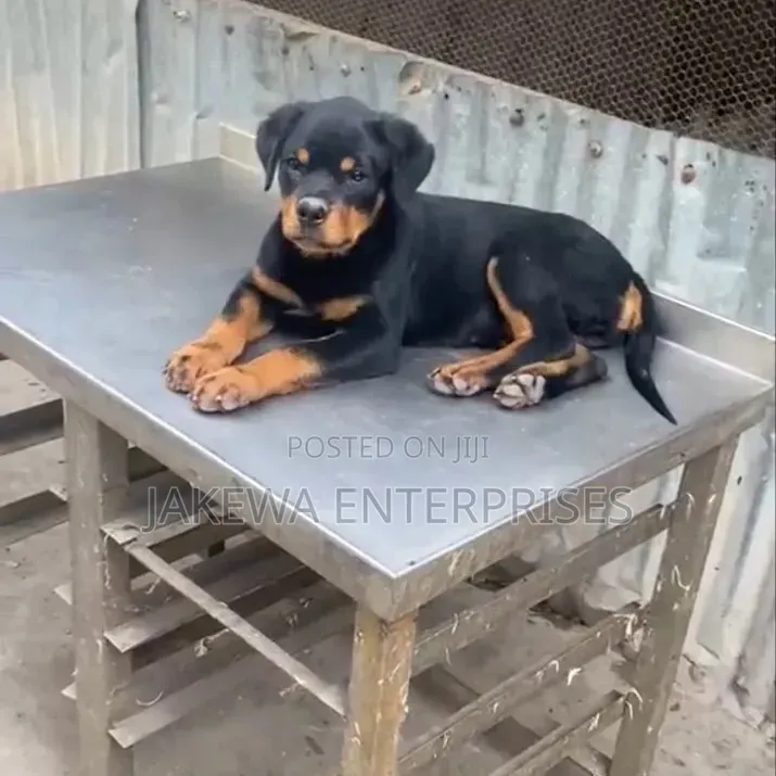1-3 months Female Purebred Rottweiler