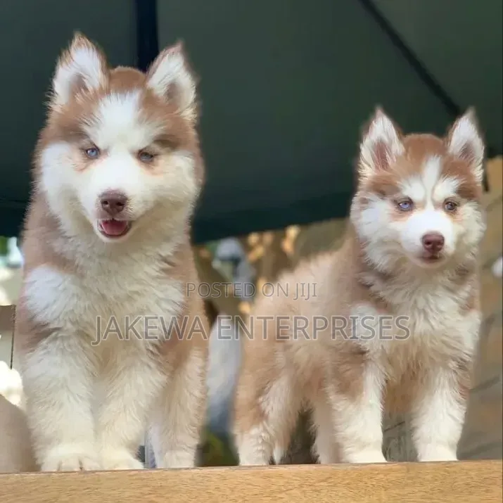 1-3 months Male Purebred Siberian Husky
