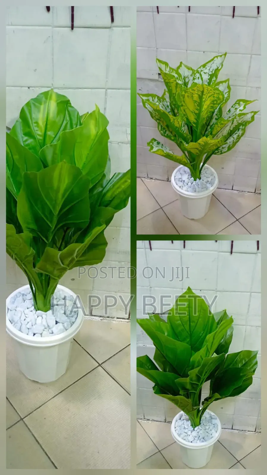 Big Leafy Monstera Plant