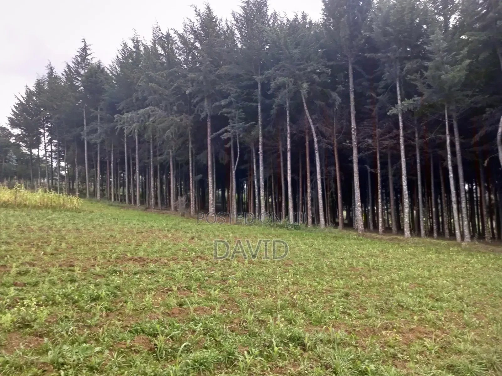 Land for Sale in Dundori