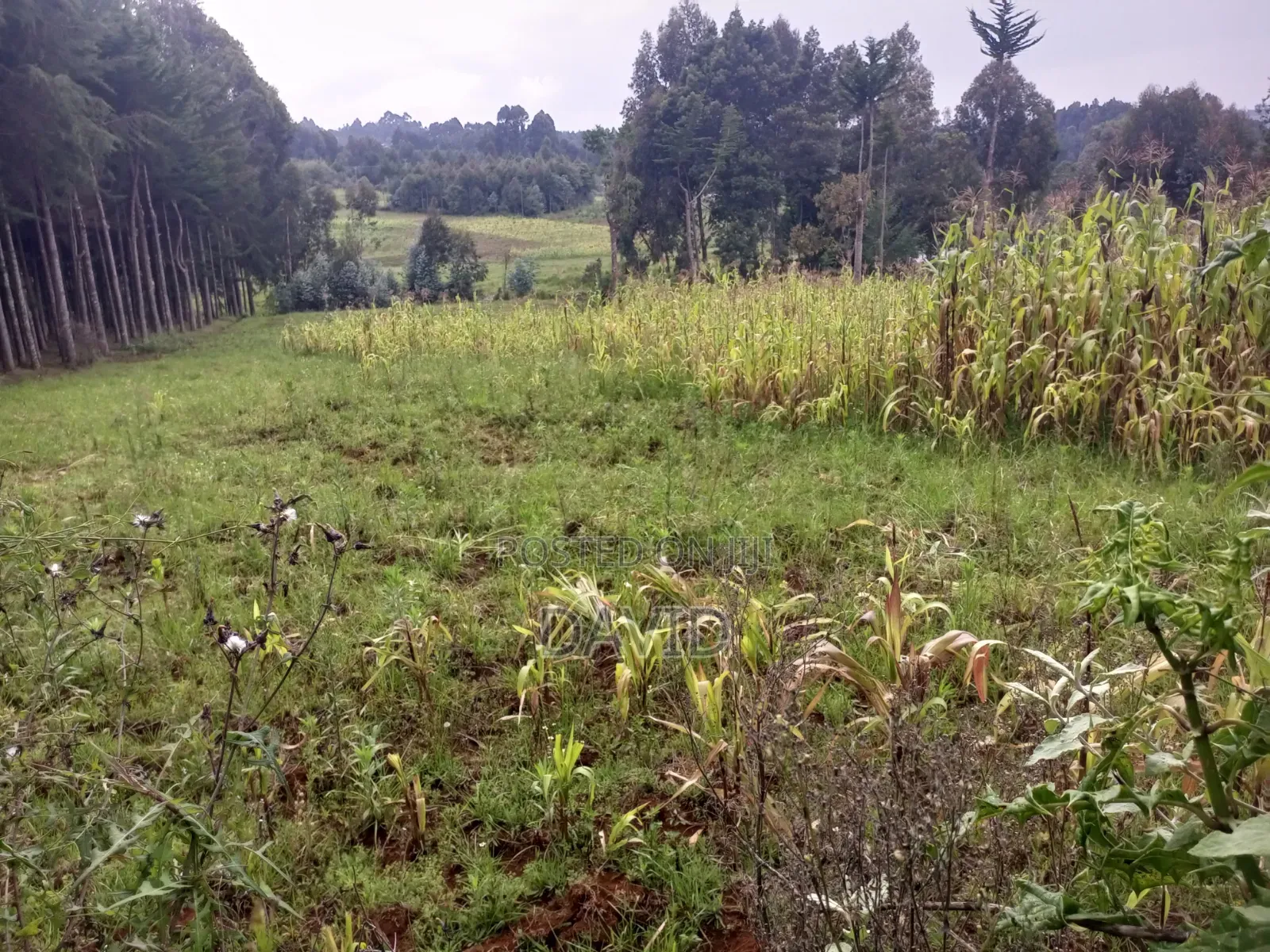 Land for Sale in Dundori