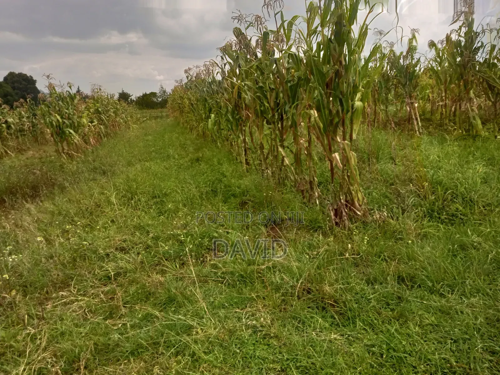 Land for Sale in Dundori Nakuru