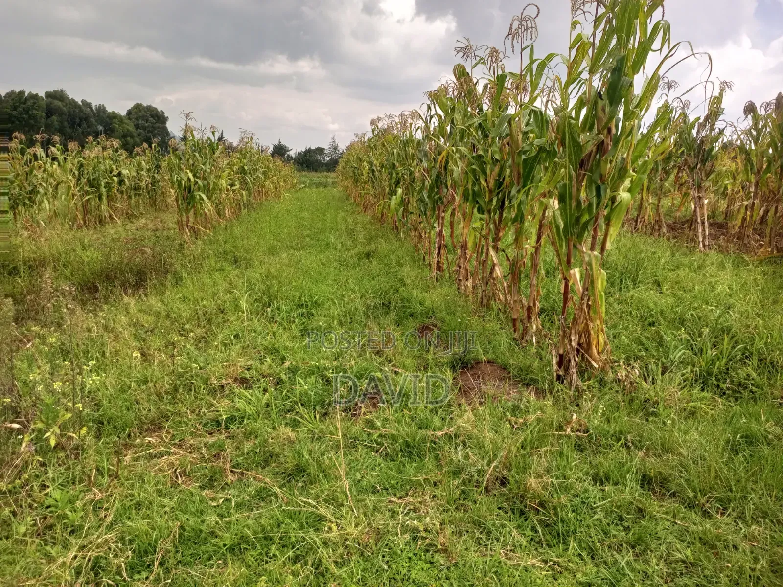 Land for Sale in Dundori Nakuru