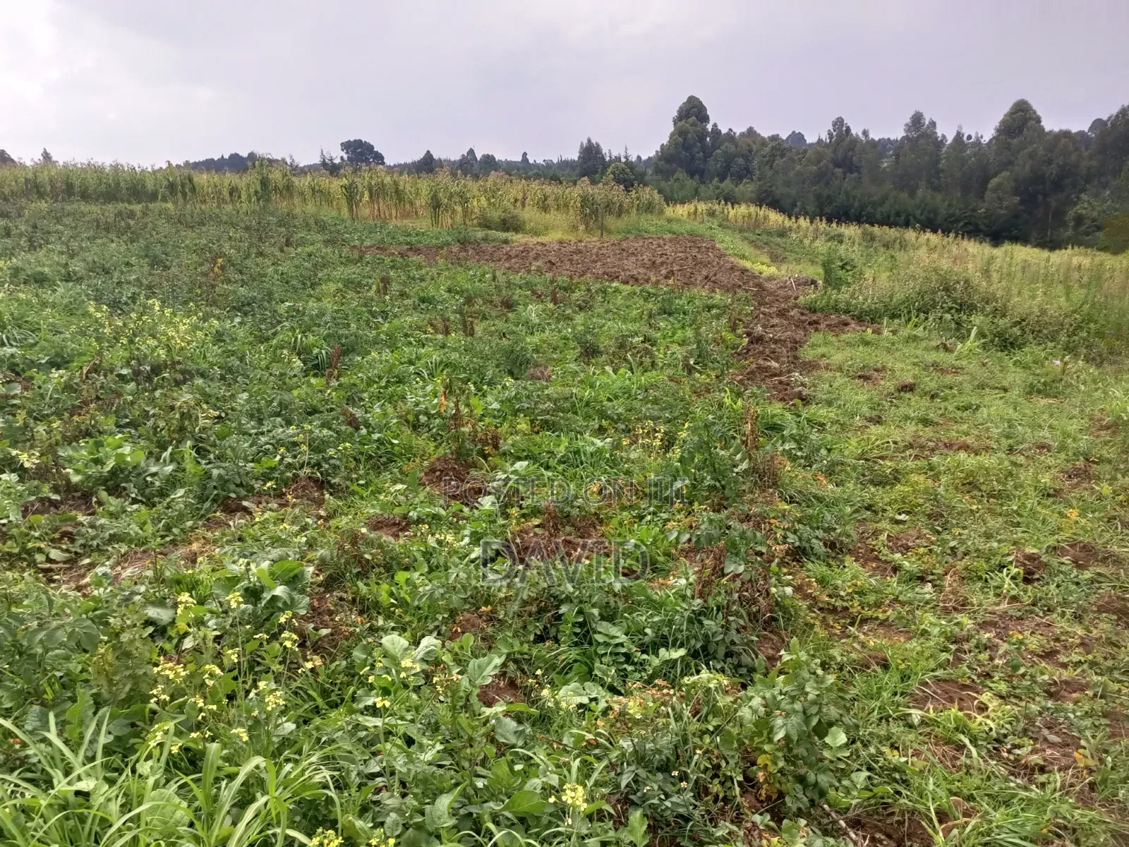 Land for Sale in Dundori Nakuru