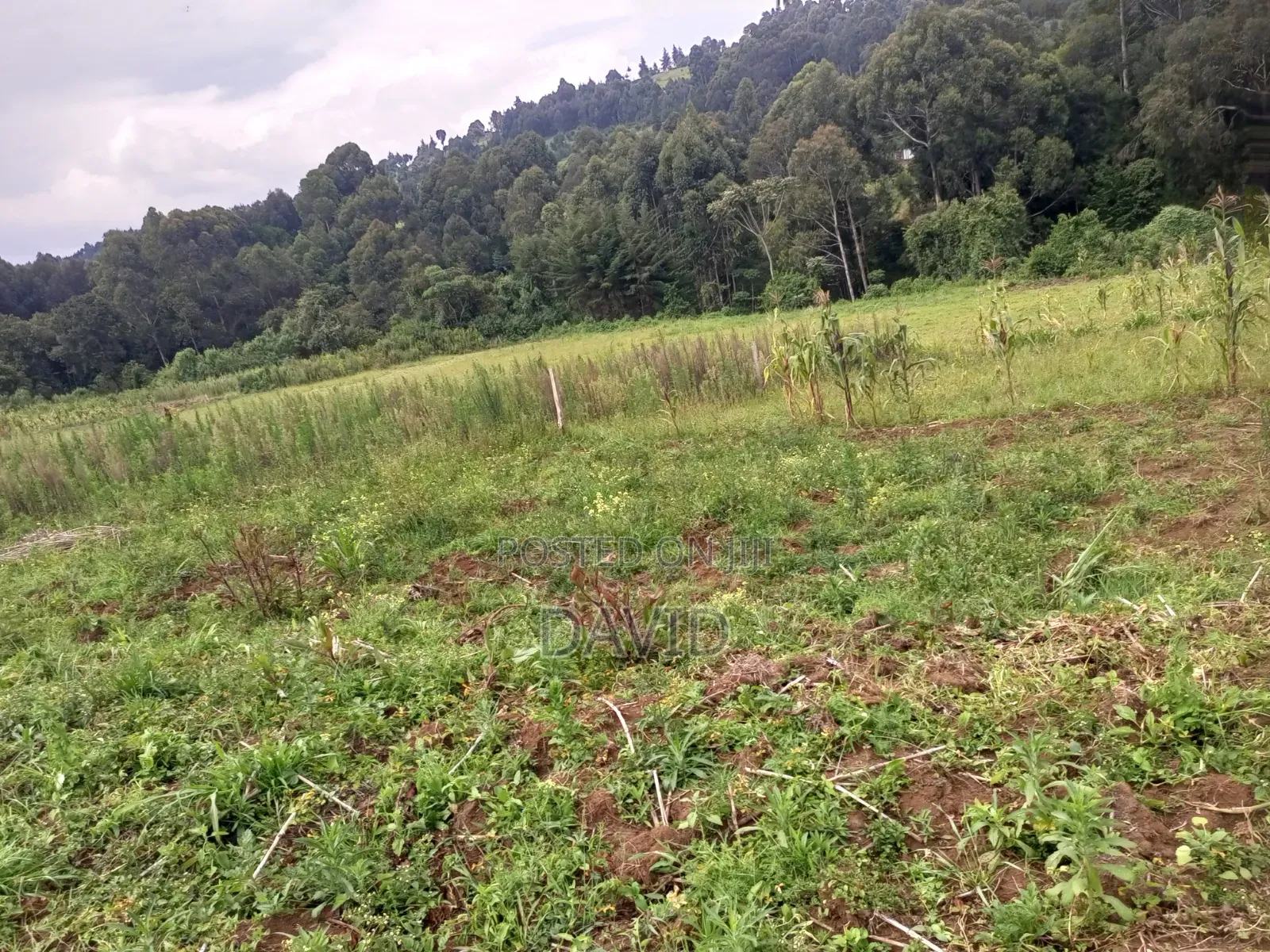 Land for Sale in Dundori Nakuru