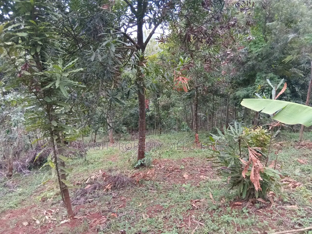 3⁄4 Acre Property With 2-Bedroom House – Githima, Murang'A