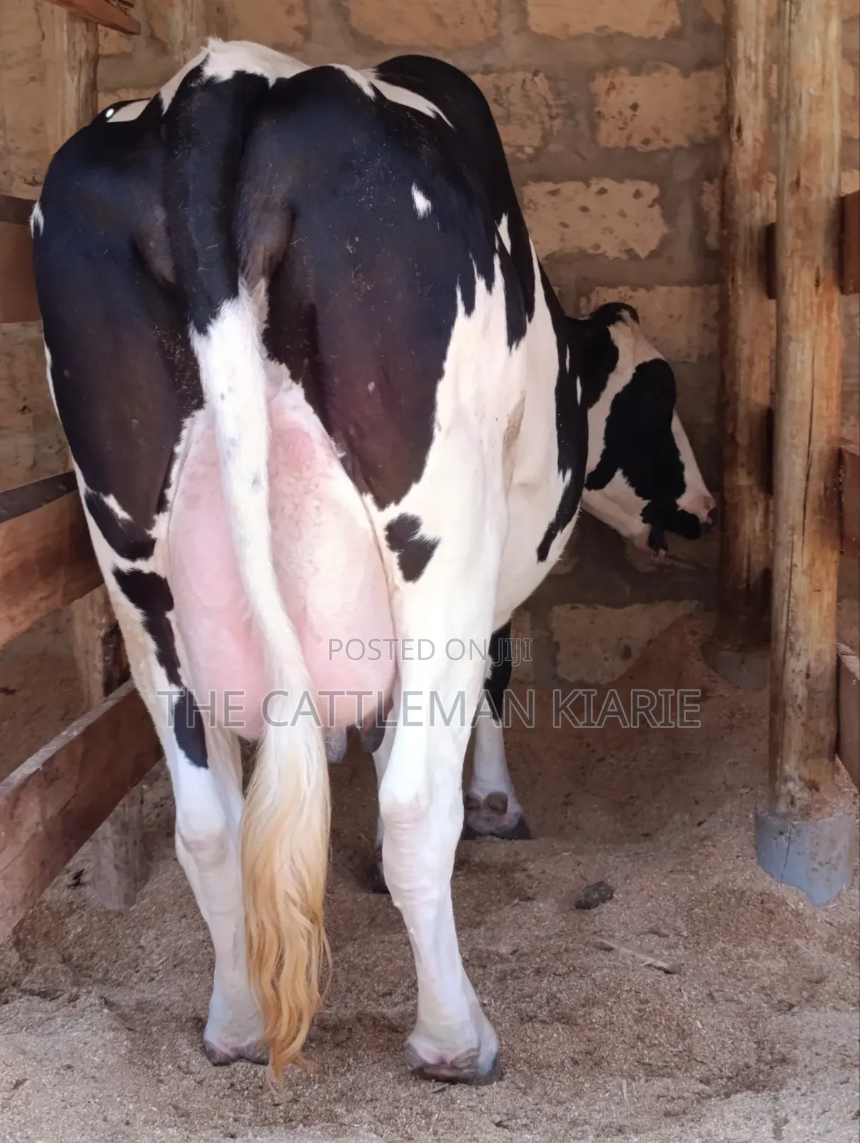 Githunguri Cows for Sale