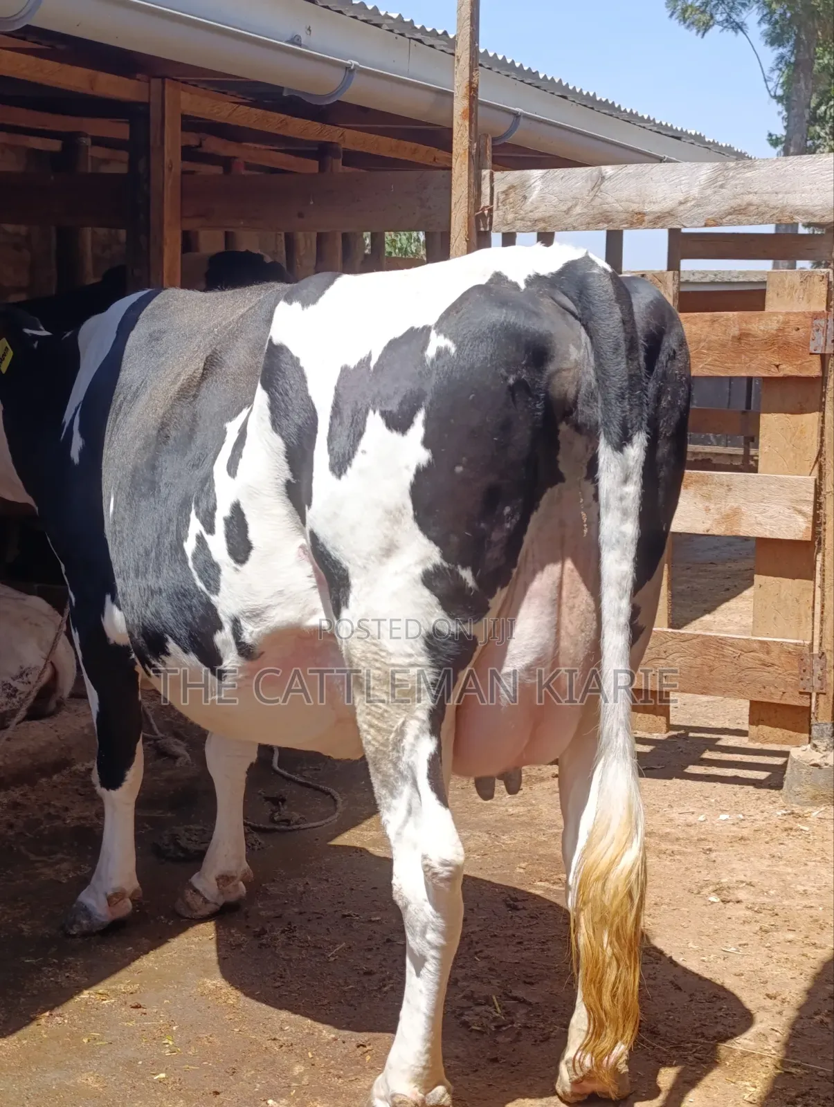 Githunguri Cows for Sale