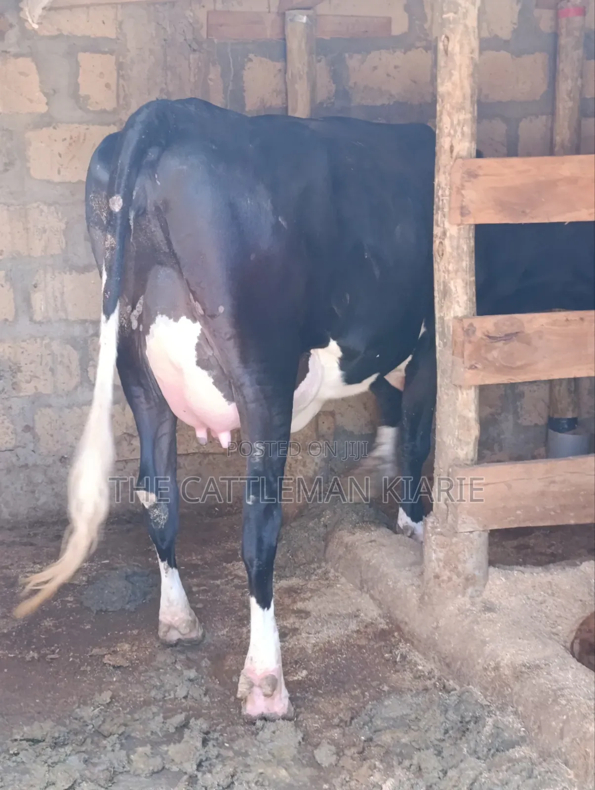 Friesian Pedigree Cow