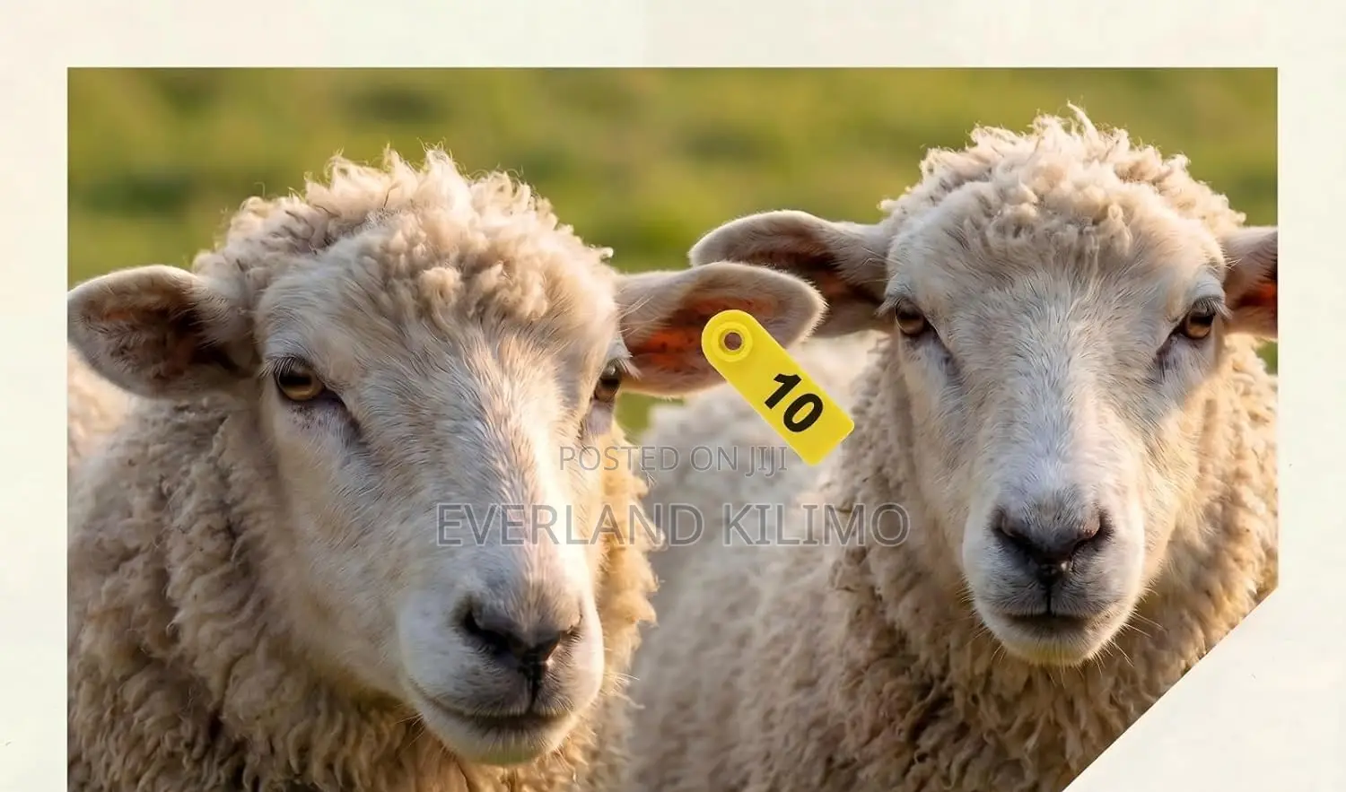 Farm Database Slim Ear Tag
