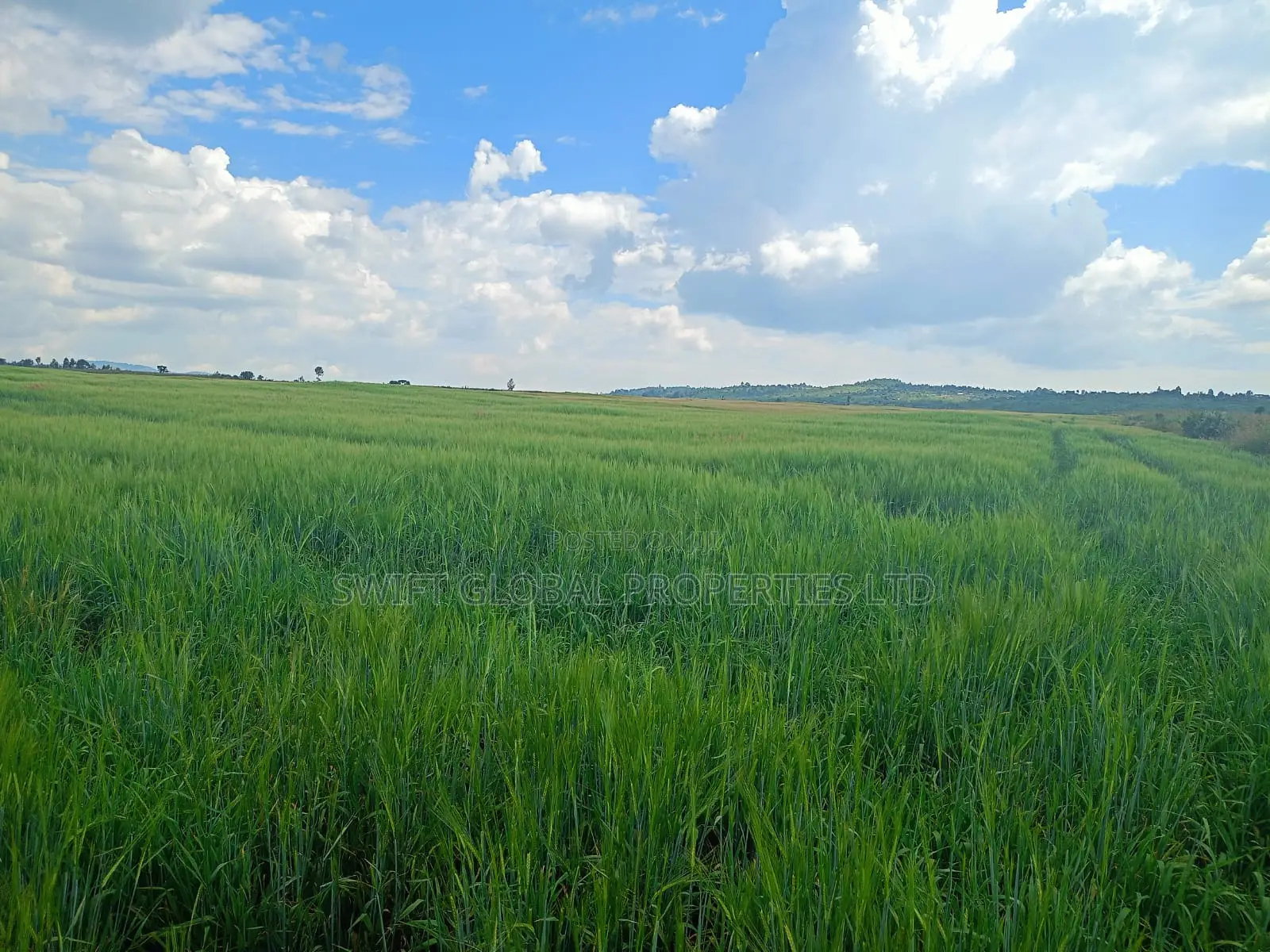 100 Acres Agricultural Land in Laikipia County Is Available for Sale